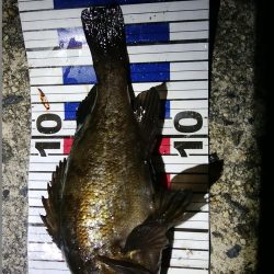 回遊待ちのしんどい釣り